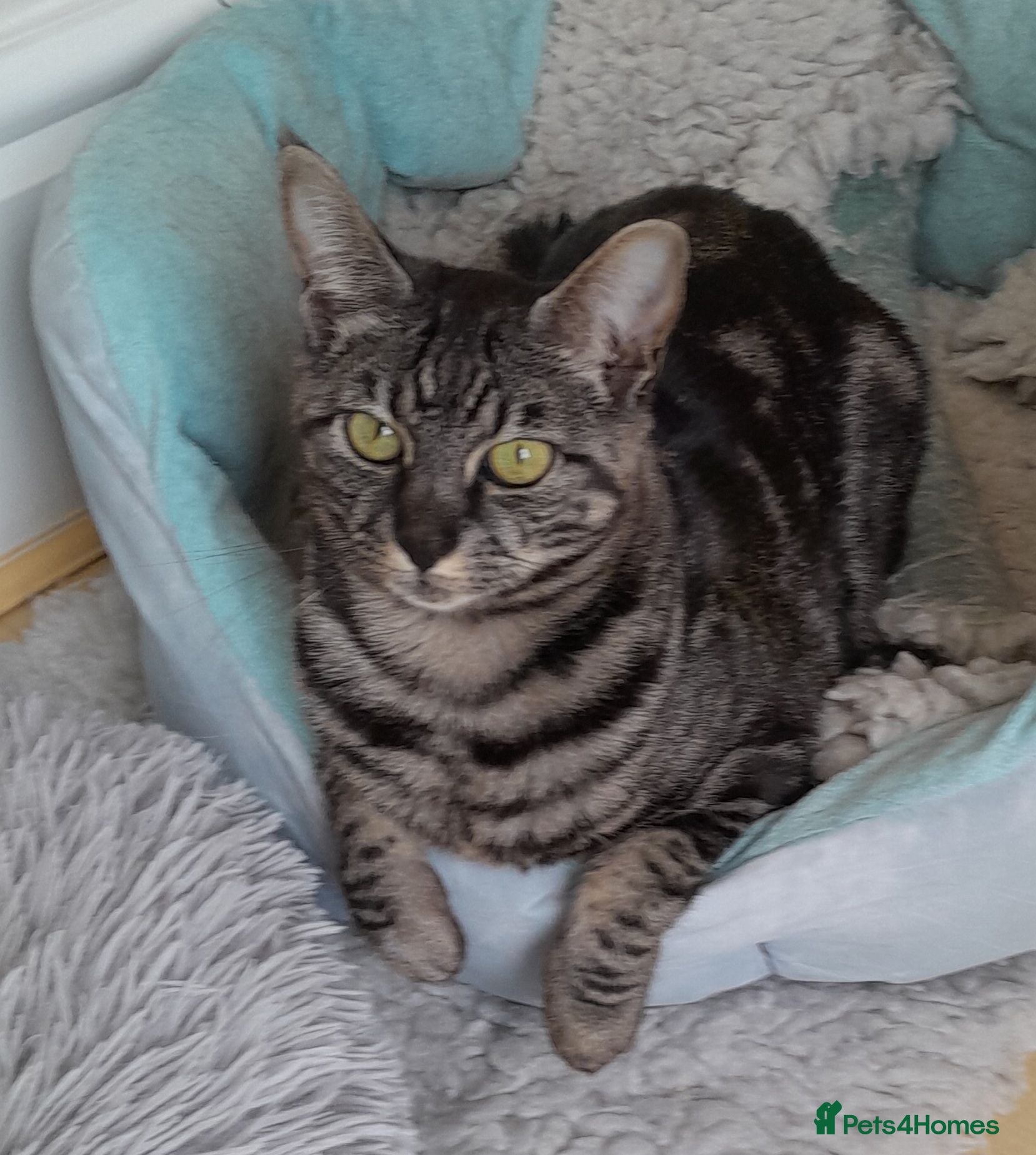 Savannah cats TICA Reg F4 Silver & Black Marbled Savannah  - Advert 23