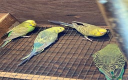 Budgerigars birds for sale: Baby budgies - Image 9