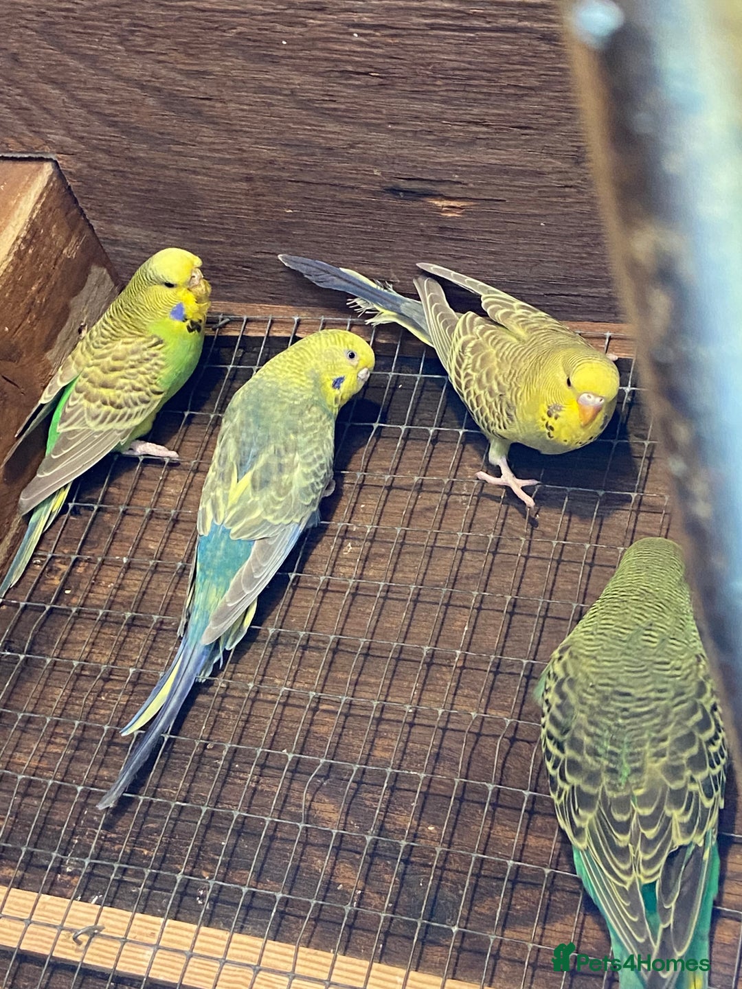 Budgerigars birds for sale: Baby budgies - Image 9
