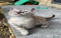 Bengal cats for sale: 4 Beautiful Bengals for sale  - Image 5