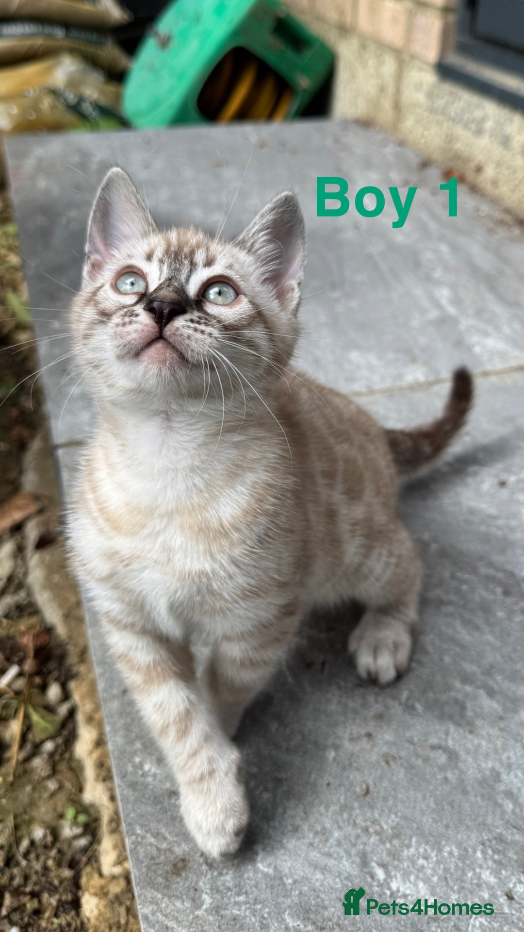 Bengal cats for sale: 4 Beautiful Bengals for sale  - Image 5