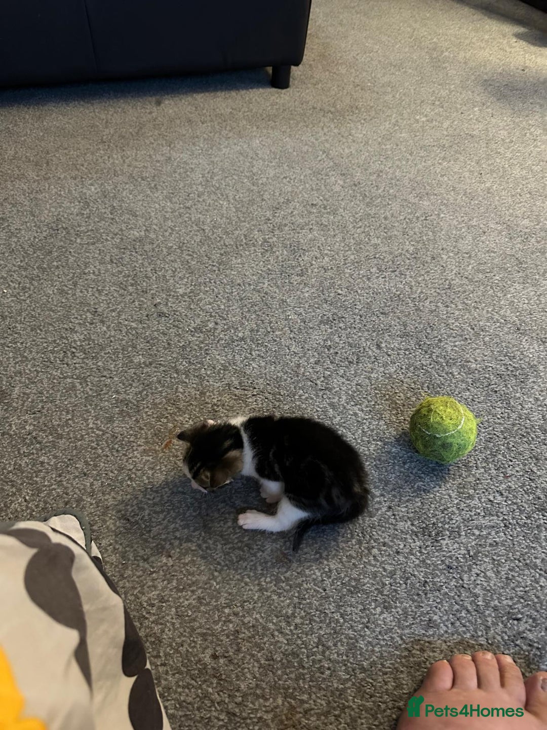 Domestic Shorthair cats for sale: beautiful tabby and black and white kittens - Image 25