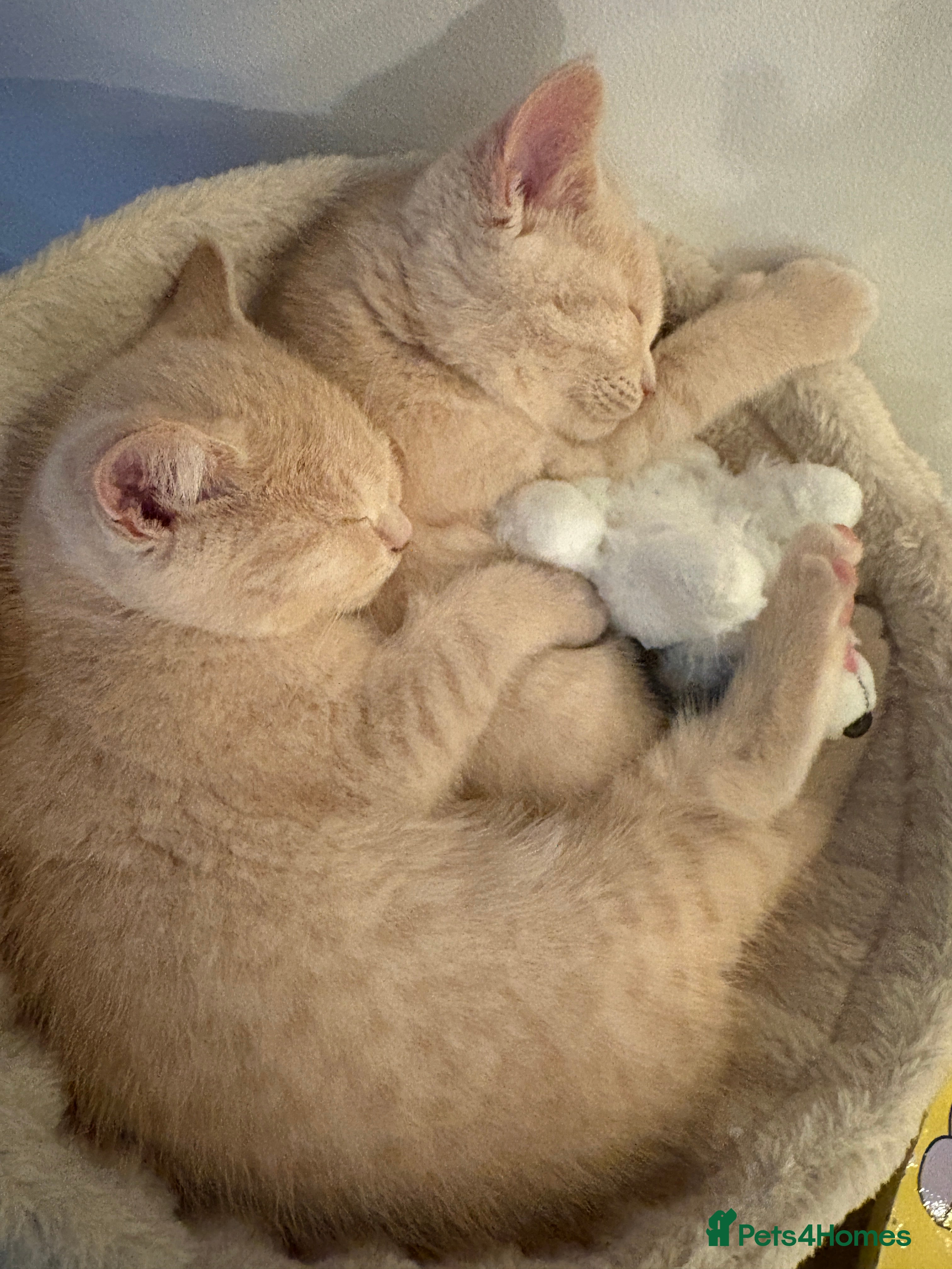 British Shorthair cats Microchipped + Vaccinated 23/12 – Ready now - Advert 1