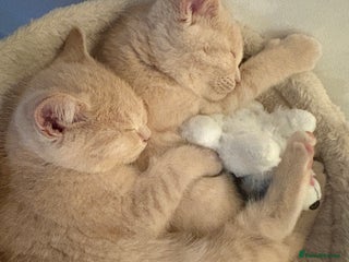 British Shorthair cats Microchipped + Vaccinated 23/12 – Ready now - Advert 1