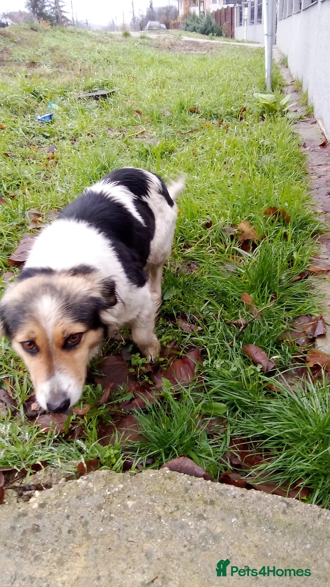 Mixed Breed dogs for adoption: ✨ Meet 🐾LORA🐾 !  She chose Trust over Fear ✨ - Advert 5