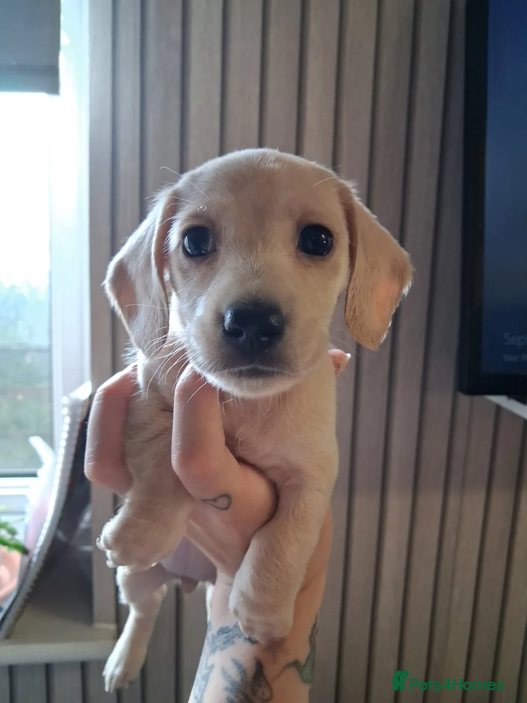 Dachshund dogs for sale: Kc Dachshund puppies - Advert 6
