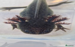 Axolotl reptiles for sale: Axolotls - Image 24