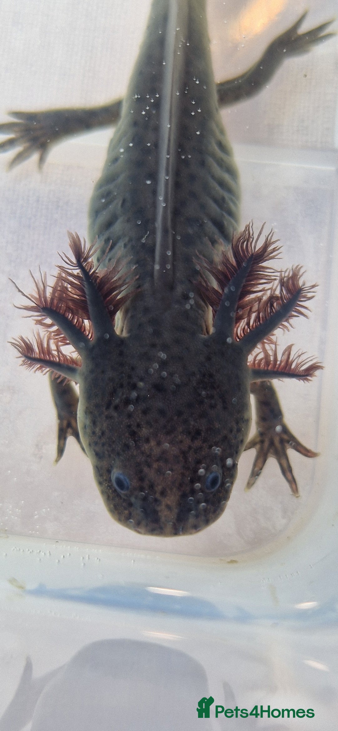 Axolotl reptiles for sale: Axolotls - Image 24