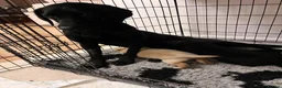 Labrador Retriever dogs for sale: Gorgeous kc registered Labrador puppies - Advert 9