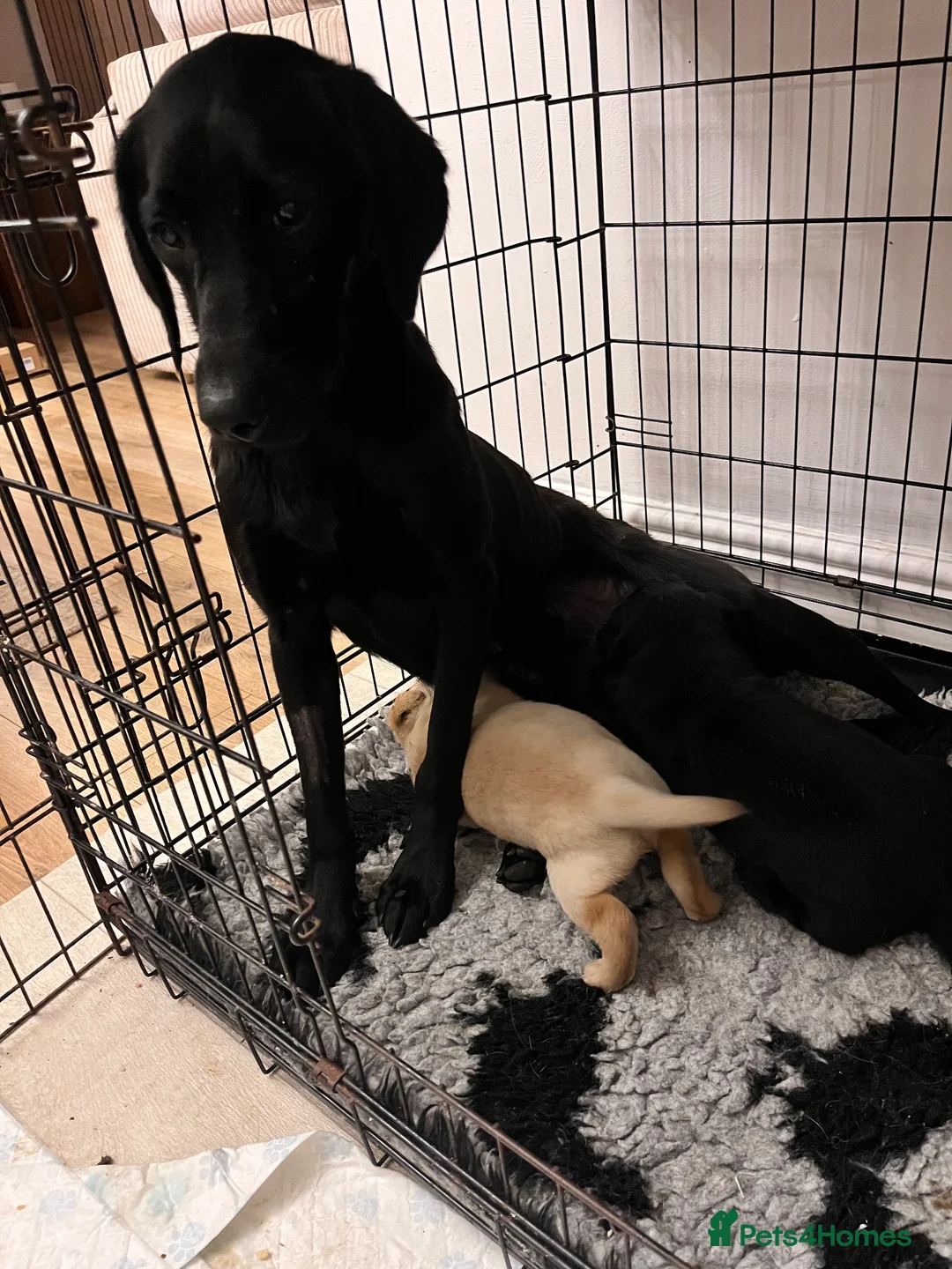 Labrador Retriever dogs for sale: Gorgeous kc registered Labrador puppies - Advert 9