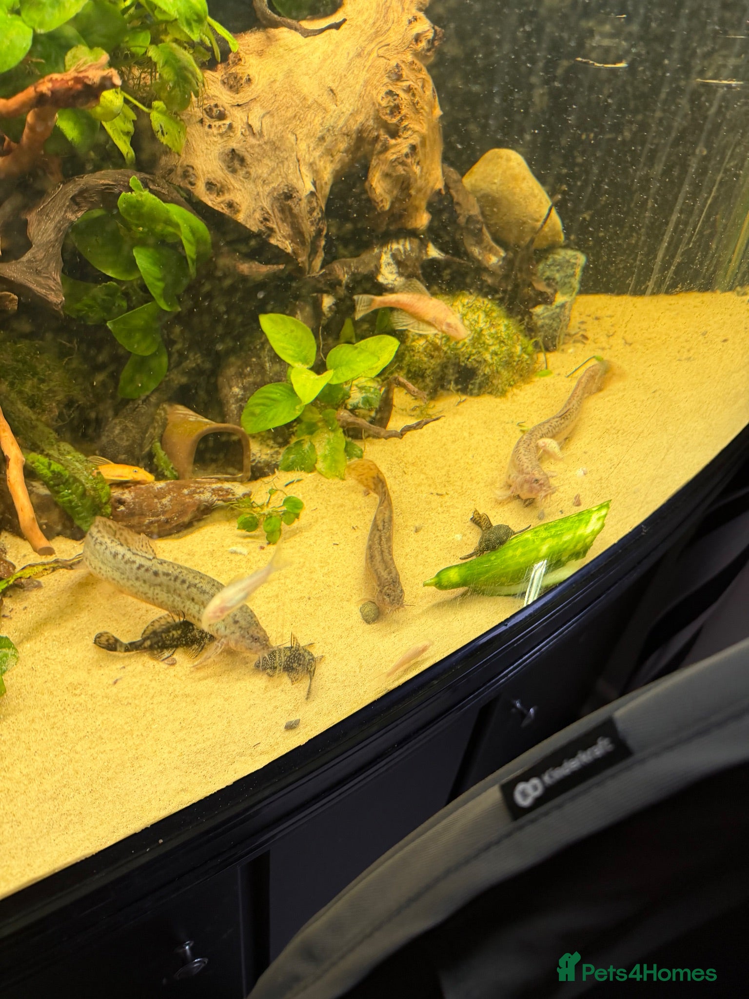 Loaches fish Three weather loach for sale - Advert 2