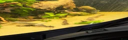 Loaches fish for sale: Three weather loach for sale in Southam - Advert 1
