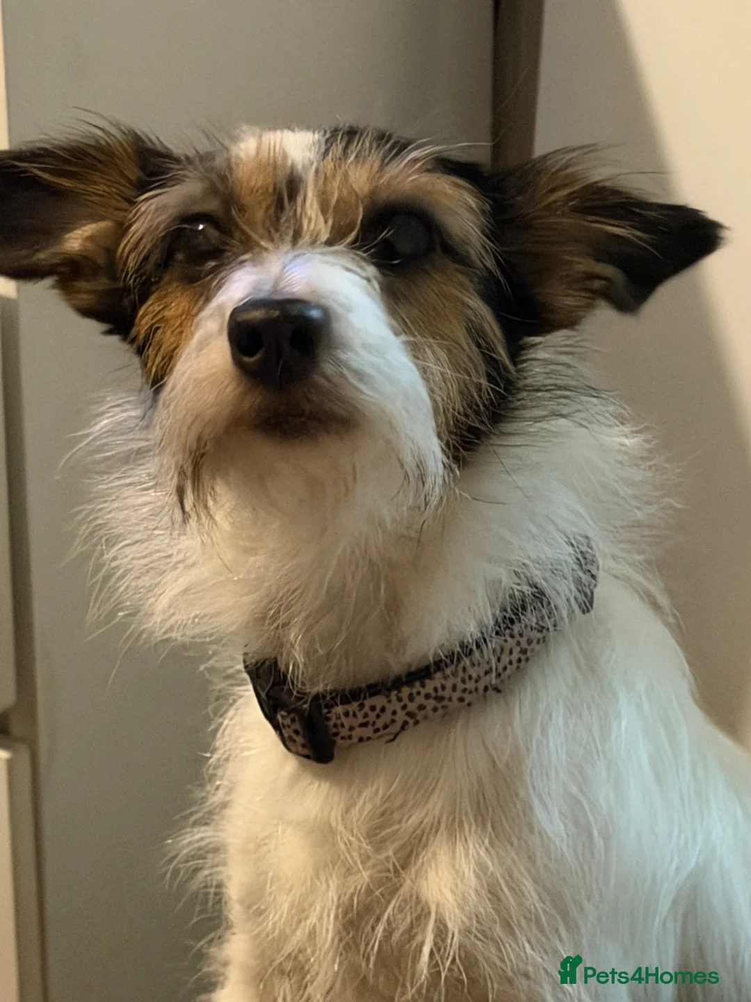 Jack Russell dogs for sale: Beautiful Jack Russell puppies  - Advert 1