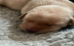 Labrador Retriever dogs for sale: Labrador puppies - Image 5
