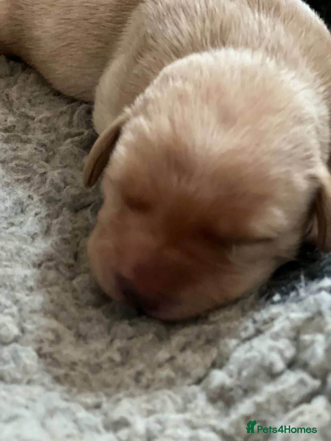 Labrador Retriever dogs for sale: Labrador puppies - Image 5