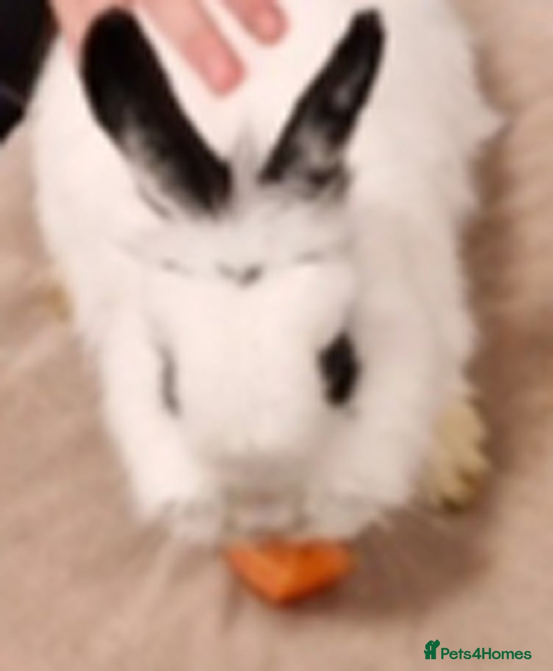Lionhead rabbits for sale: Two bonded very friendly rabbits with cage - Image 3