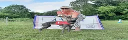 Whippet dogs for stud: KC Pedigree blue whippet - Advert 4