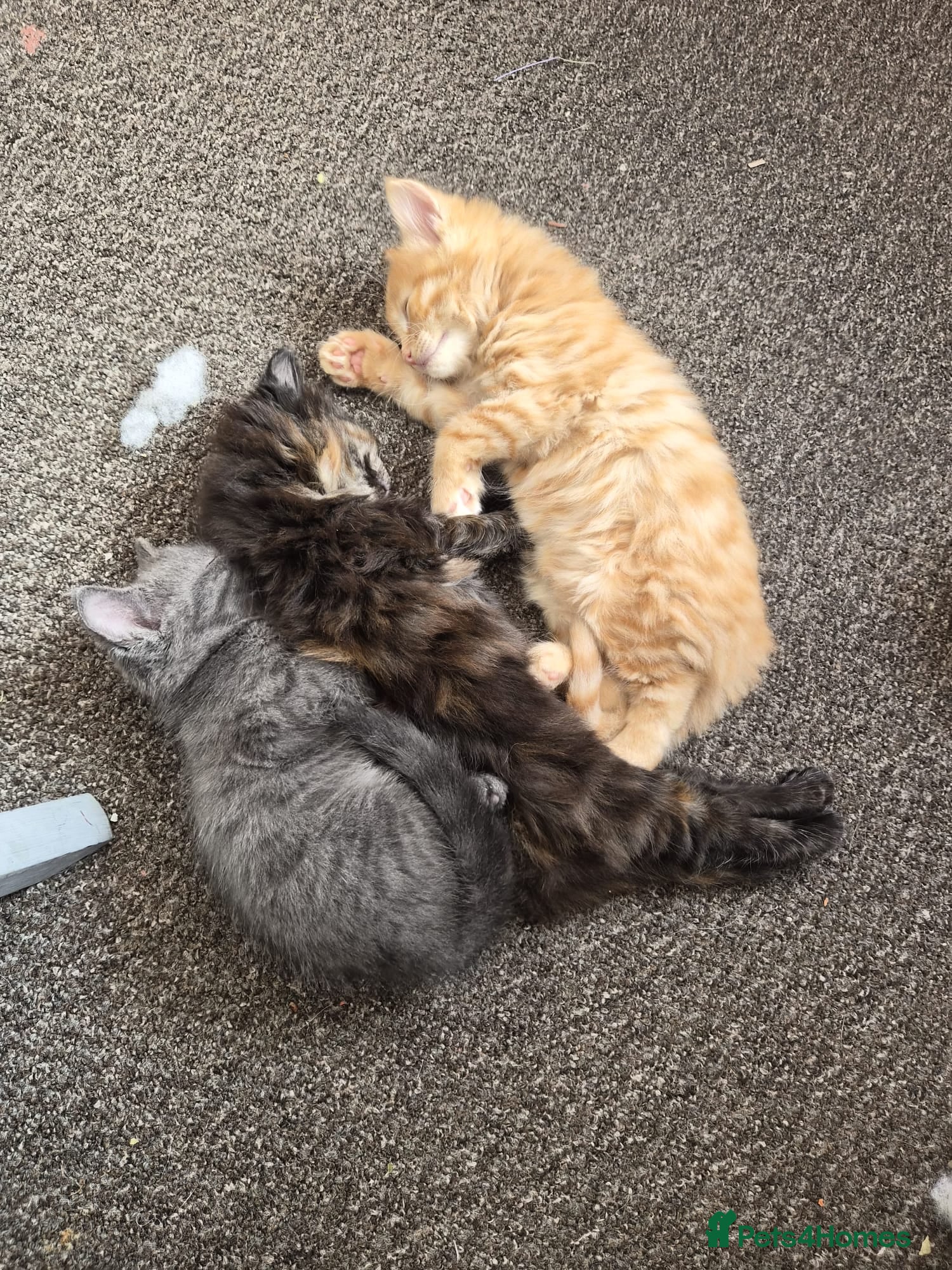 Mixed Breed cats 2 Kittens, one boy one girl - Advert 3