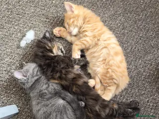 Mixed Breed cats 2 Kittens, one boy one girl - Advert 3