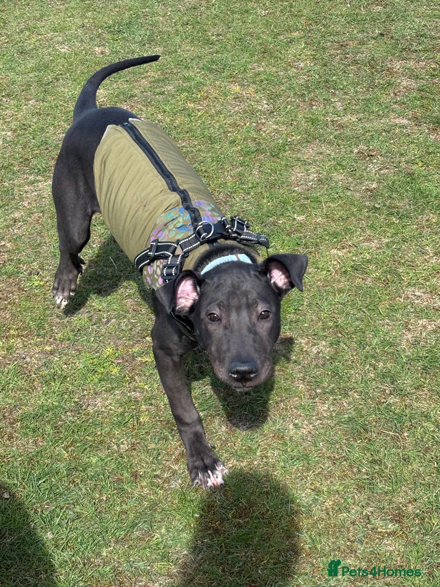 Mixed Breed dogs for sale: Shar Pei x Lurcher  - Advert 3