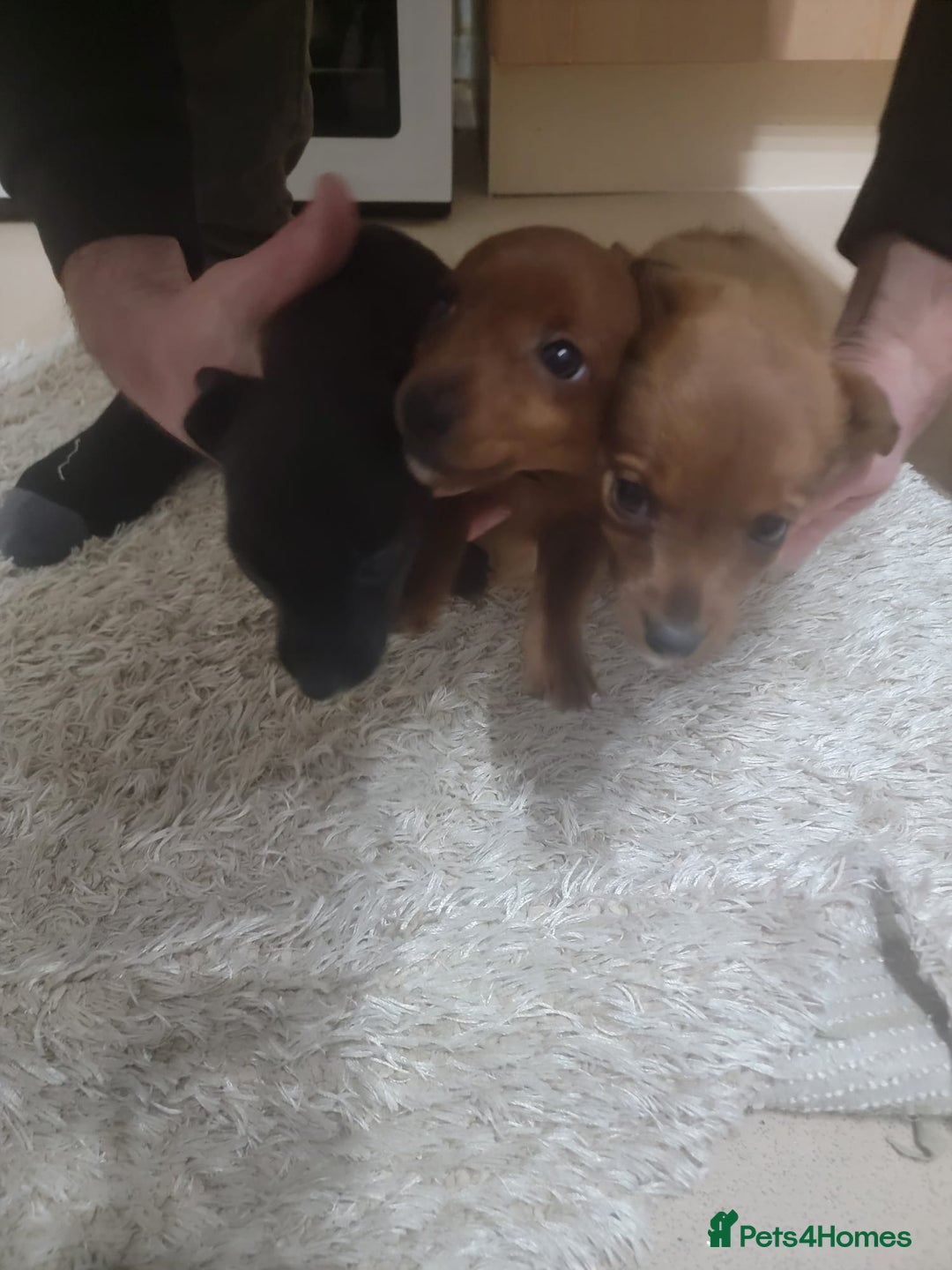 Jack Russell dogs for sale: Jack Russel  - Advert 4