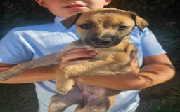 Lurcher dogs for sale: Lurcher pups for sale - Image 6