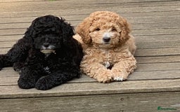 Australian Labradoodle dogs for sale: Adorable 3/4 Australian Labradoodle Puppies  - Image 7