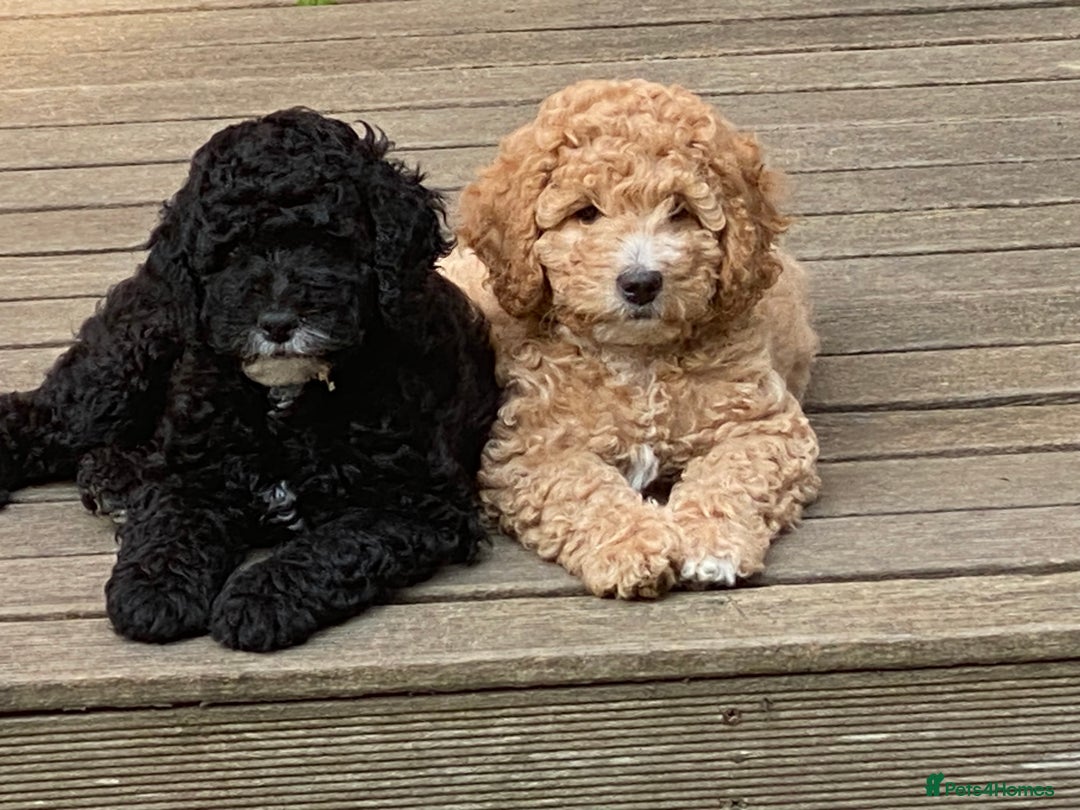 Australian Labradoodle dogs for sale: Adorable 3/4 Australian Labradoodle Puppies  - Image 7