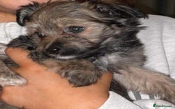 Mixed Breed dogs for sale: Ready to leave now  - Image 1