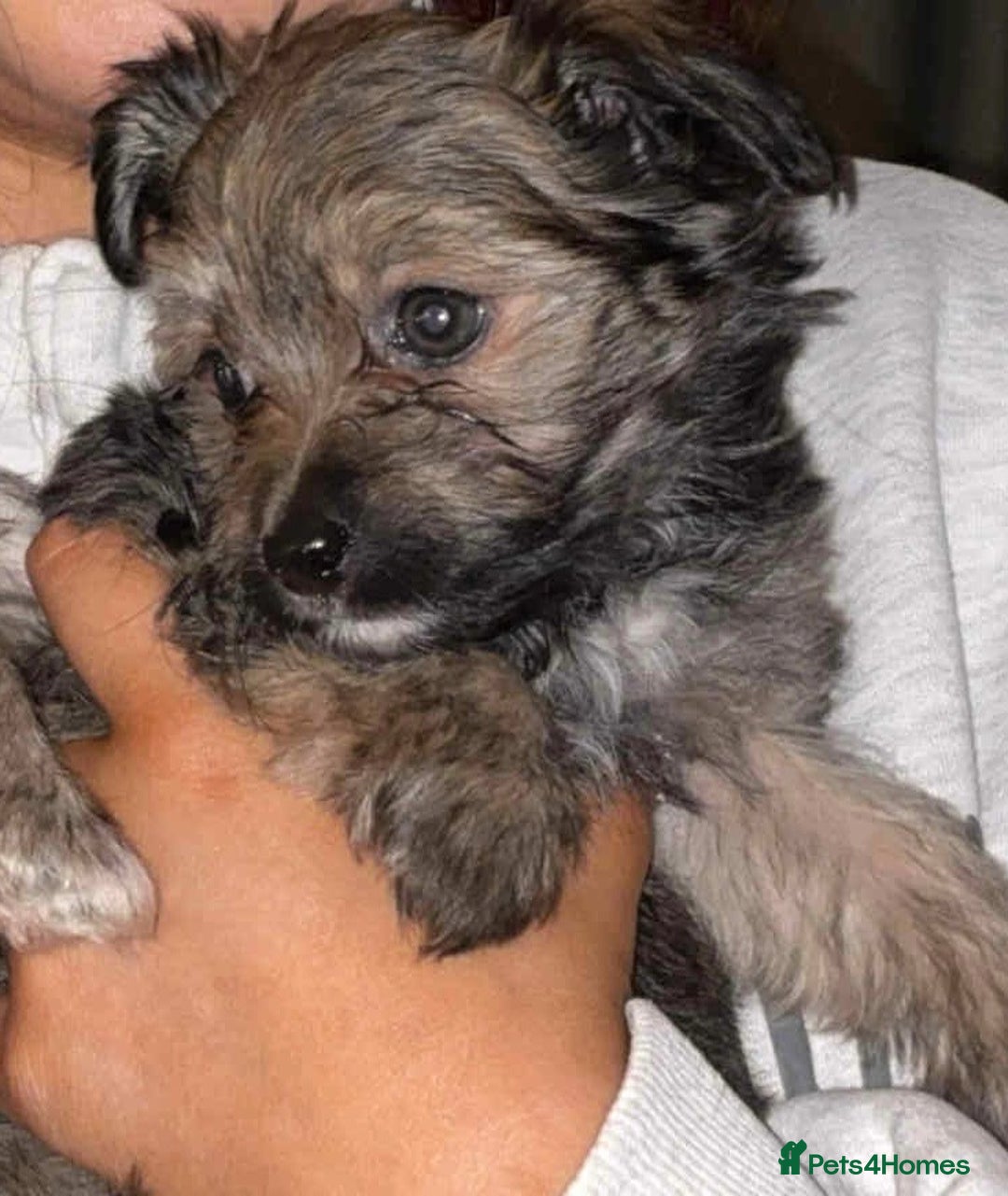Mixed Breed dogs for sale: Ready to leave now  - Image 1