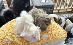 Guinea Pig rodents for sale: 2 Peruvian boar’s  in Wickford - Image 4