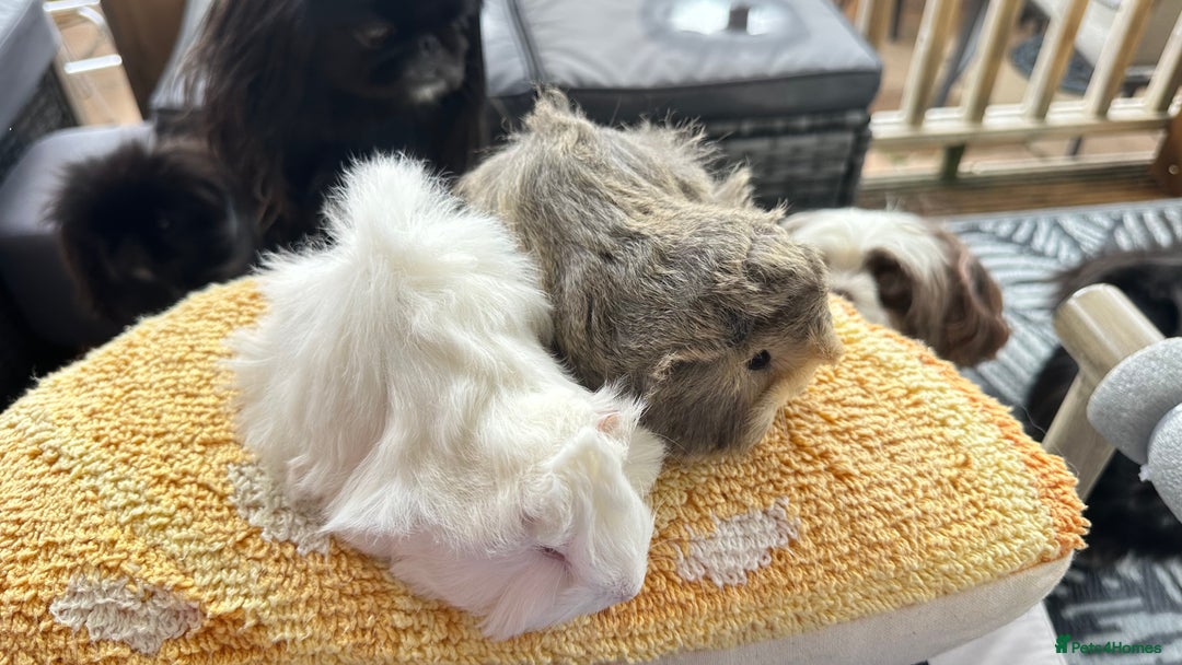 Guinea Pig rodents for sale: 2 Peruvian boar’s  in Wickford - Image 4