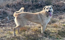 Mixed Breed dogs for adoption: Pettern - Norwich Norfolk  - Image 12