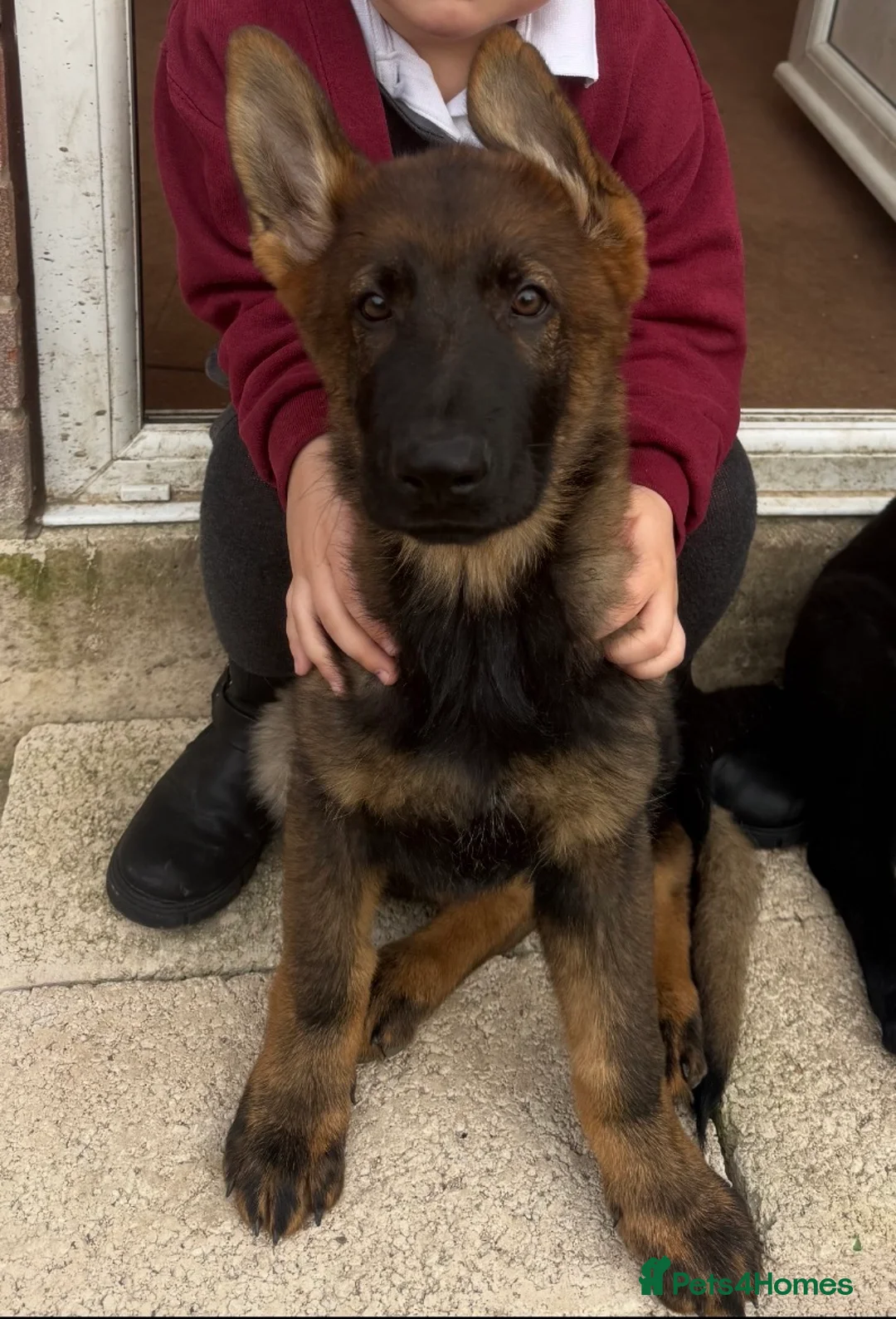 German Shepherd dogs for sale: Pedigree, Czech Line, Straight Back puppies - Advert 2