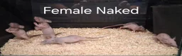 Rat rodents for sale: Baby Dumbo Rat's, Natural , Rex , Nakeds  - Advert 7