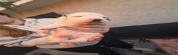 Dalmatian dogs for sale: Stunning Pure Dalmation Puppies  - Advert 15
