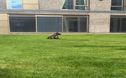 Belgian Shepherd Dog dogs for sale: Belgium malanios puppy for sale  - Image 2