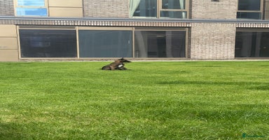 Belgian Shepherd Dog dogs - Advert 2