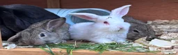 Mini Lop rabbits for sale: 🐰 Pure Bred Mini Lop Bunnies 🐰 - Advert 5