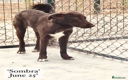 Mixed Breed dogs for adoption: Sombra, 1.5 yrs approx  Available for adoption  in Brixham - Image 5