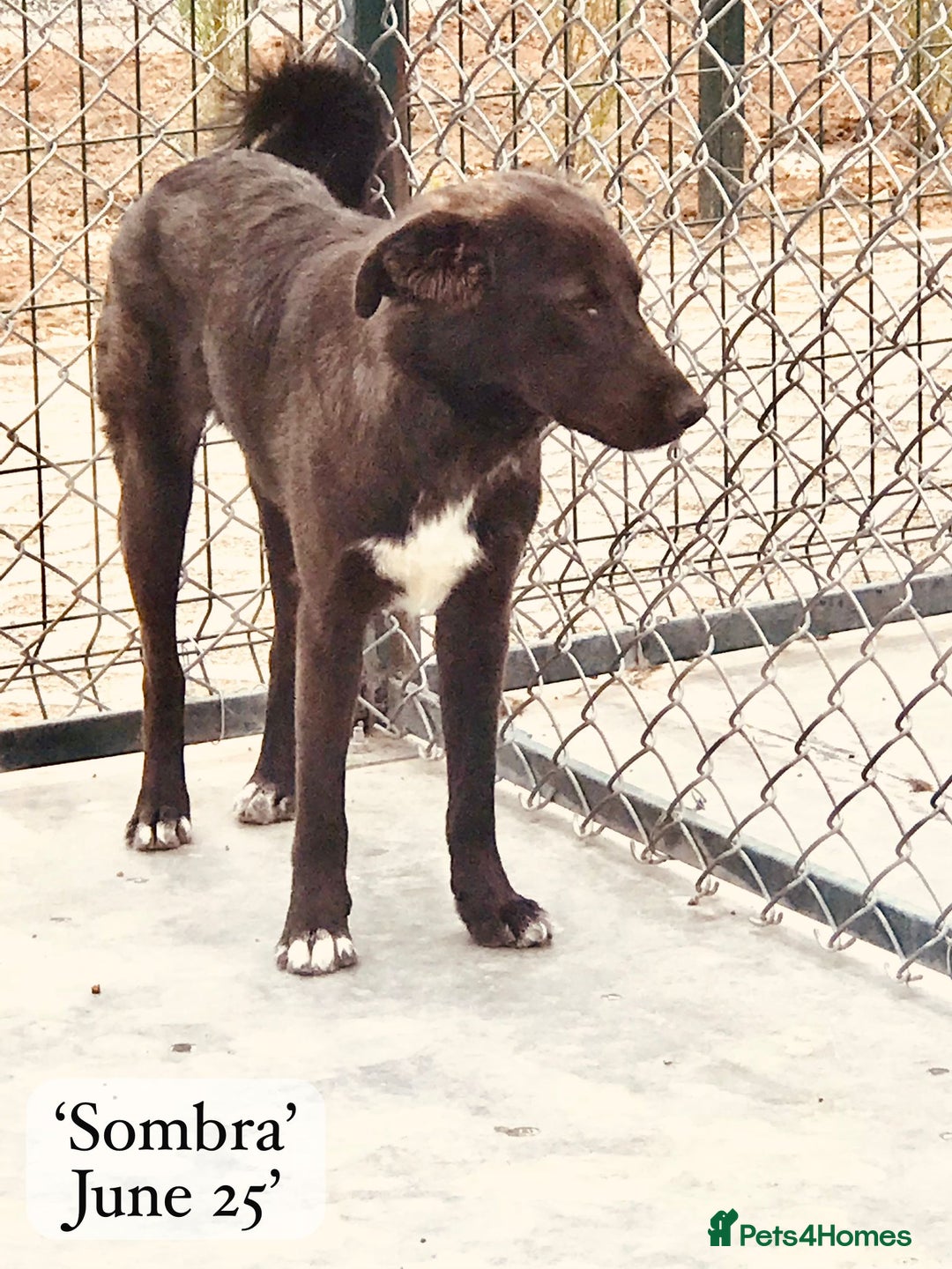 Mixed Breed dogs for adoption: Sombra, 1.5 yrs approx  Available for adoption  in Brixham - Image 5