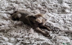 Labrador Retriever dogs for stud: Silver Labrador boy for stud  - Image 6