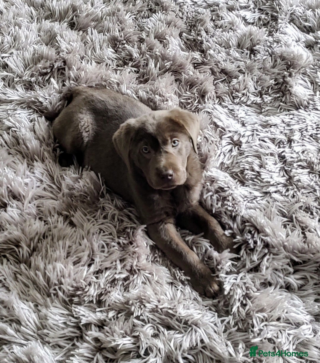 Labrador Retriever dogs for stud: Silver Labrador boy for stud  - Image 6
