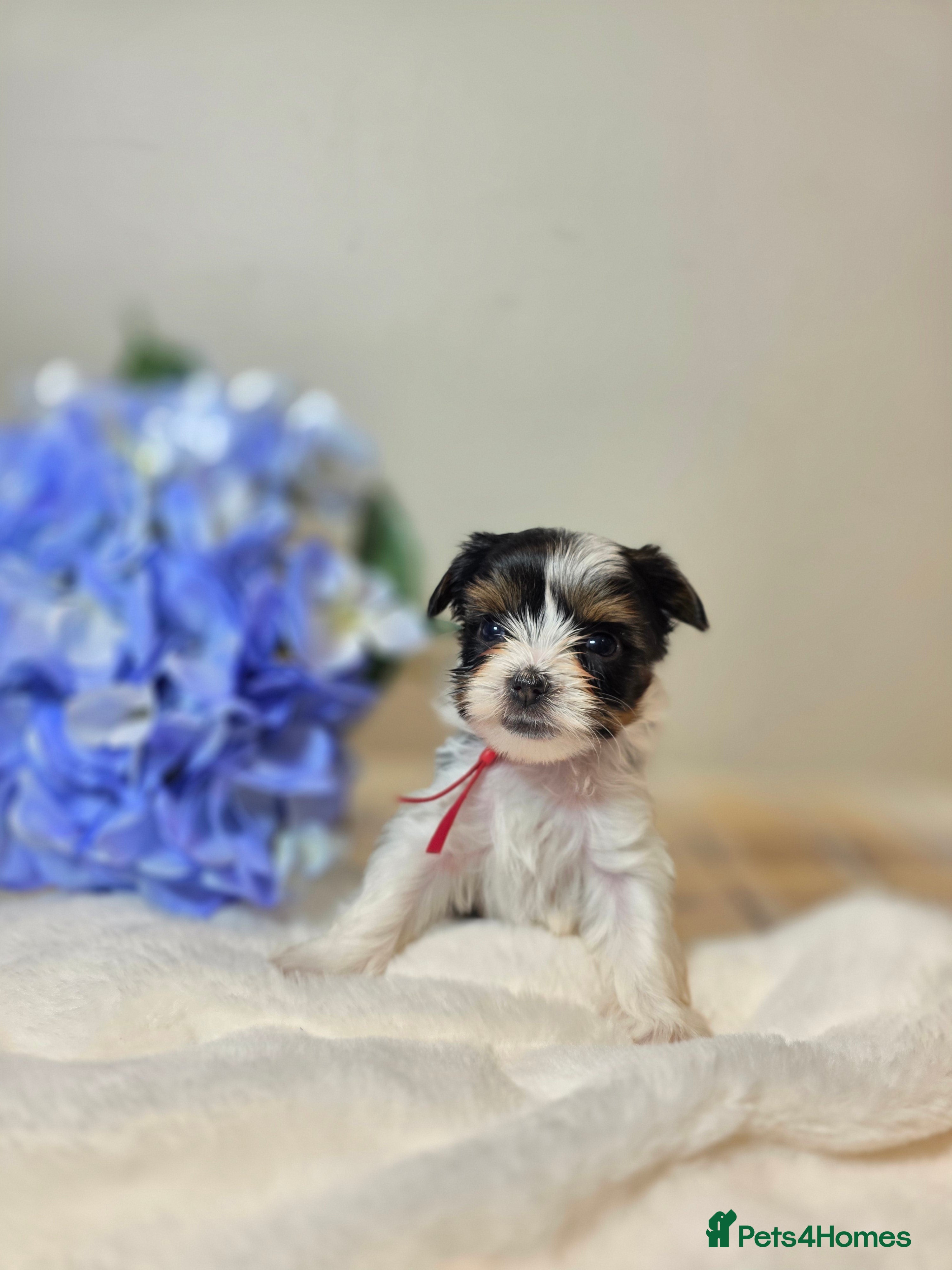 Biewer Terrier dogs Purebred Biewer Terrier Puppies - Advert 1