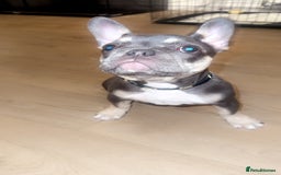 French Bulldog dogs for sale: Beau the frenchie - Image 4
