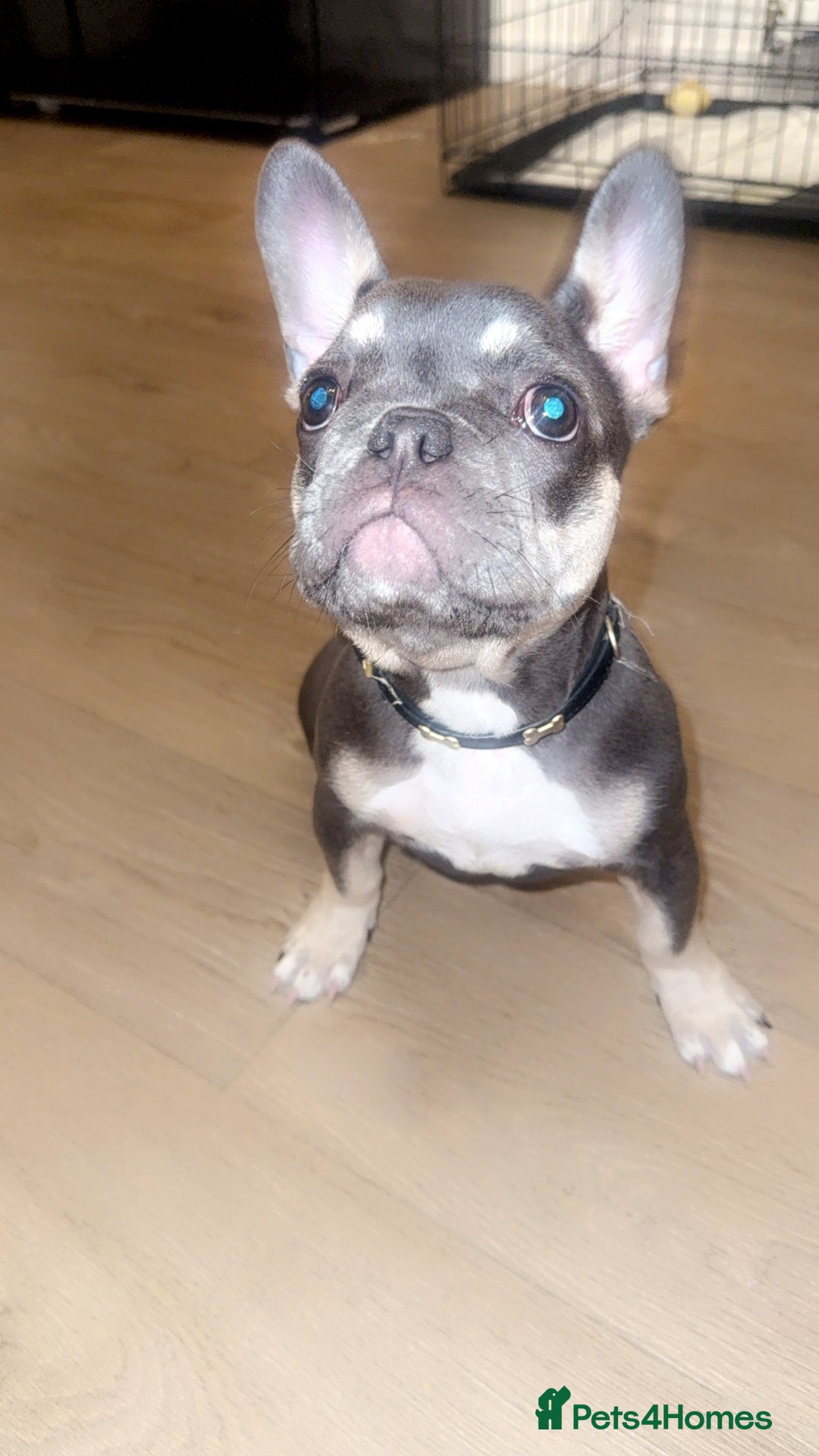 French Bulldog dogs for sale: Beau the frenchie - Image 4