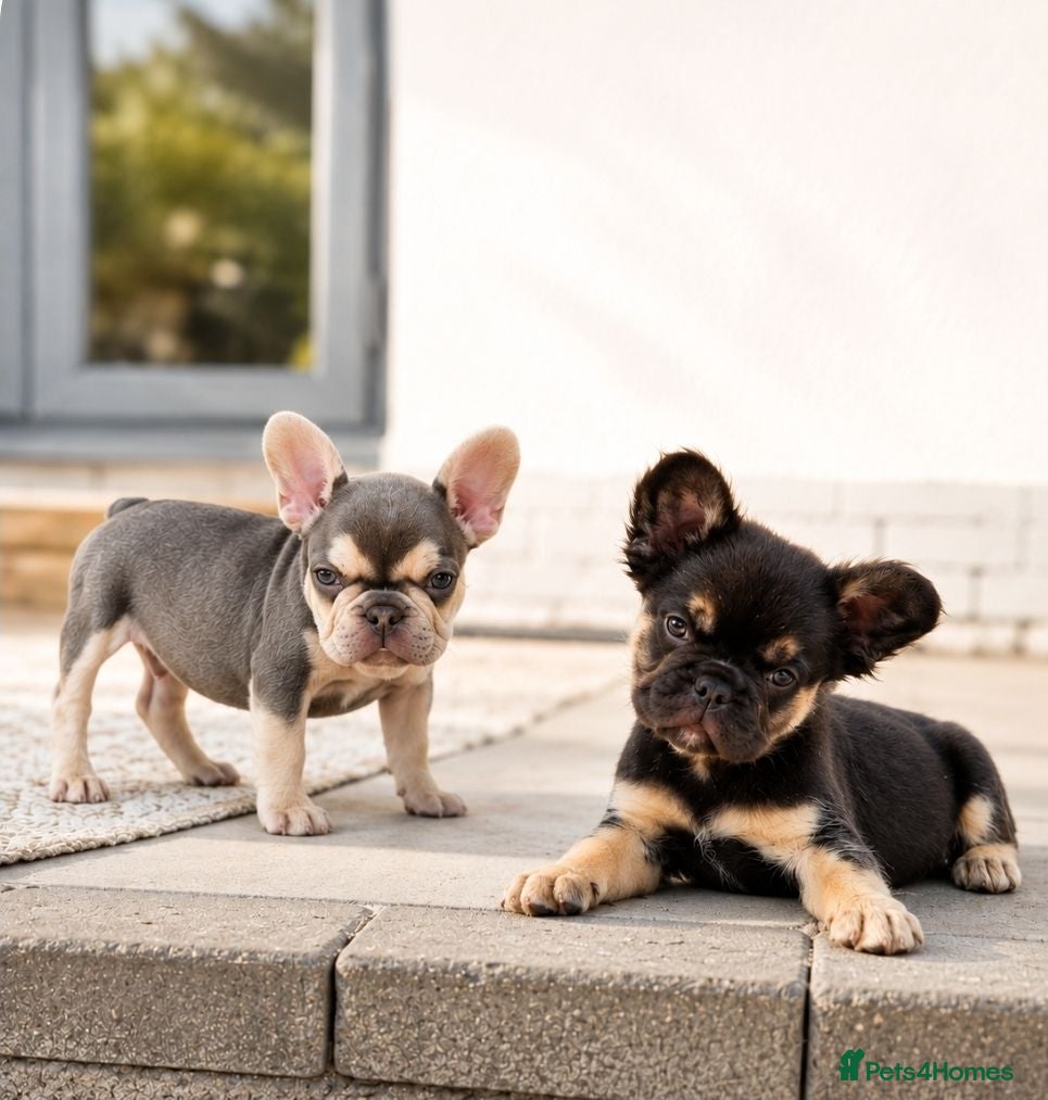 French Bulldog dogs Ready Chocolate & lilac French Bulldog puppy - Advert 1