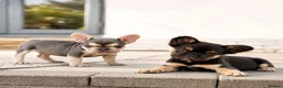 French Bulldog dogs for sale: Ready Chocolate French Bulldog puppy REDUCED - Advert 2