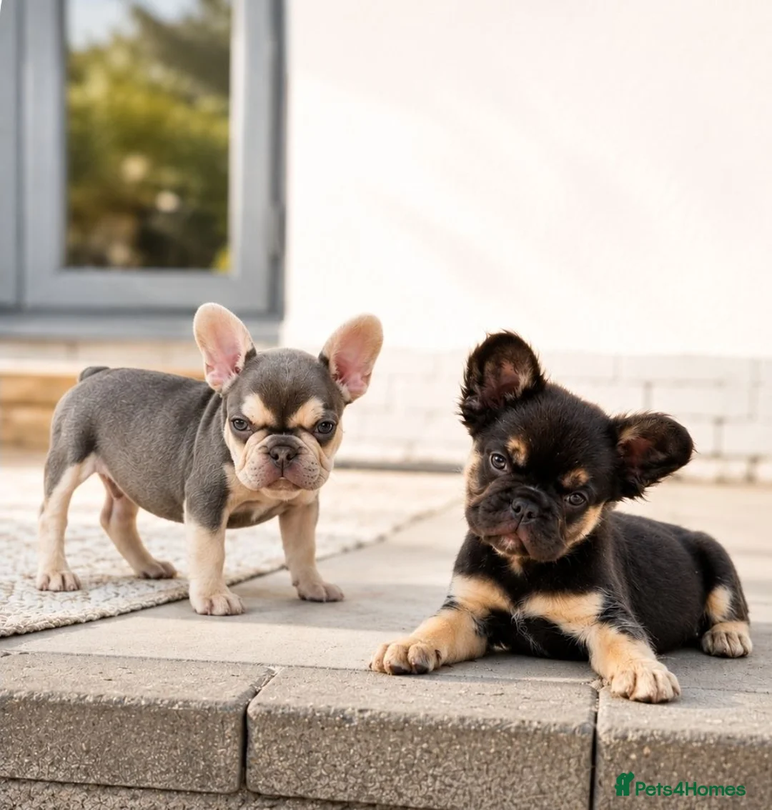 French Bulldog dogs for sale: Ready Chocolate French Bulldog puppy REDUCED - Advert 2