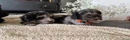 Cockapoo dogs for sale: Health tested F1 Cockapoos  - Advert 11
